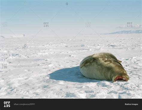 Weddell Seal on Frozen Ross Sea, Ross Island, Antarctica stock photo ...