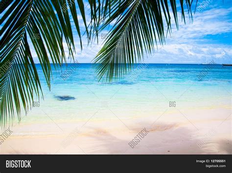 Beach Under Palms Image And Photo Free Trial Bigstock