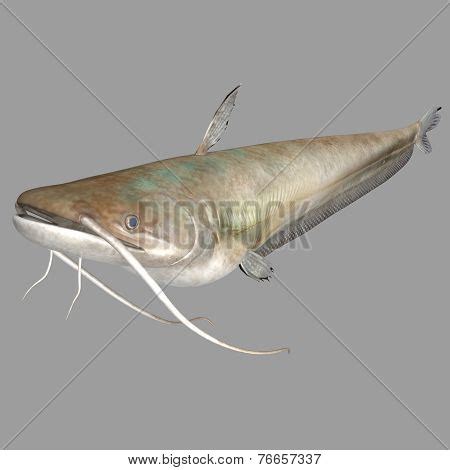 Wallago Attu Fish Image & Photo (Free Trial) | Bigstock