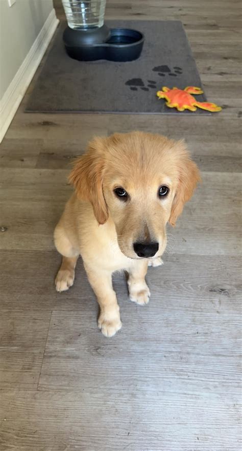 Golden Retriever eyes > everything : r/goldenretrievers