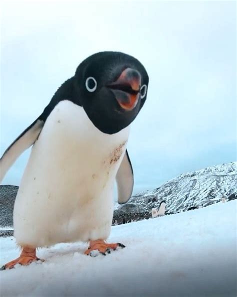 wildlife planet  instagram hey    video