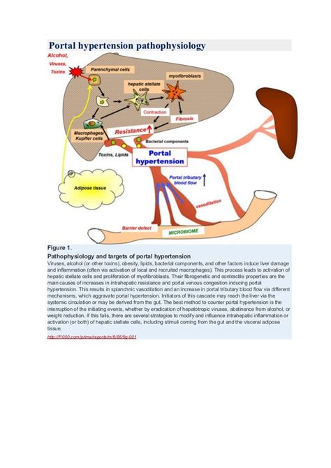 Pathophysiology Of Portal Hypertension