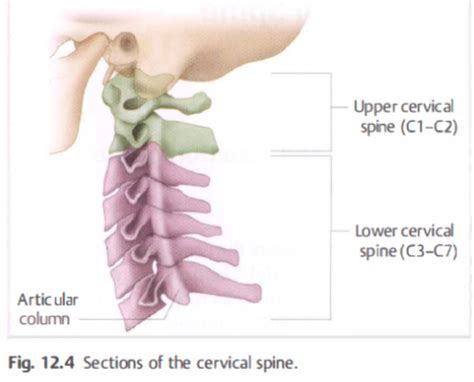 MS 2 Kinesiology Of The Axial Skeleton Cervical Spine Flashcards