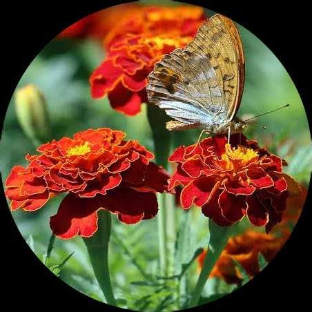 Buy Marigold Flower Plant - Vibrant Garden Blooms online