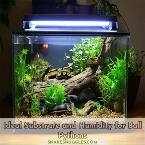 Buyers Guide Best Enclosures For Ball Pythons Comprehensive Terrarium