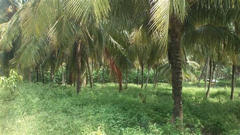 Agricultural Land Farm Land For Sale In Muthalamada Palakkad