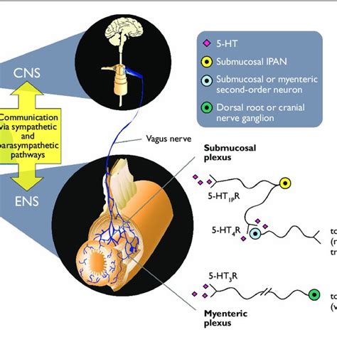 The Role Of Serotonin 5 Hydroxytryptamine 5 Ht In Gastrointestinal