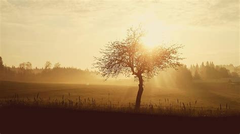 Silhouette of Tree during Sunset · Free Stock Photo