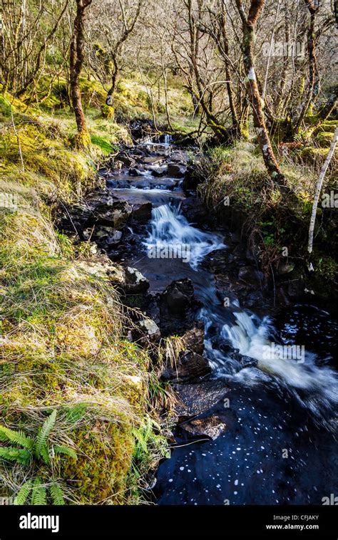 Scottish Burn Or Brook With Small Waterfalls Running Through Woodland