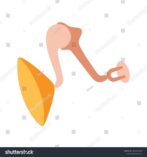 Inner Ear Anatomy Concept Tympanic Membrane Stock Vector Royalty Free 2043073628 Shutterstock