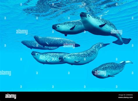 Killer whale underwater pod hi-res stock photography and images - Alamy