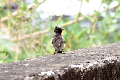 Bulbul Berventilasi Merah Burung Foto Gratis Di Pixabay Pixabay