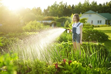 Você Sabe Qual é O Horário Ideal Para Regar Suas Plantas 3 Dicas Para