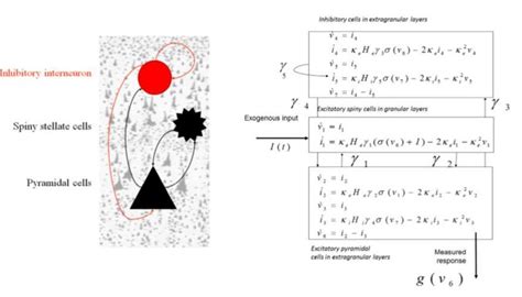 Convolution Based Neural Mass Models Figure Source 24 Download Scientific Diagram