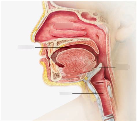 Diagram of Nasal Cavity | Quizlet