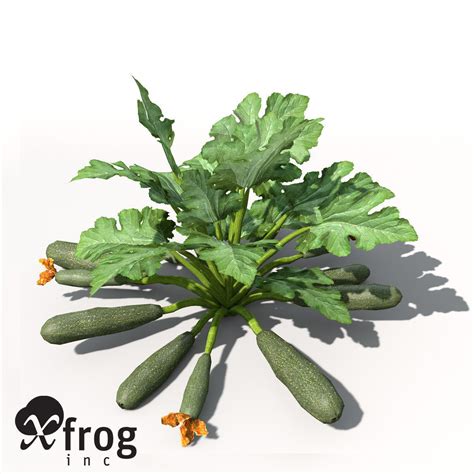 Xfrogplants Zucchini 3d Model Cgtrader