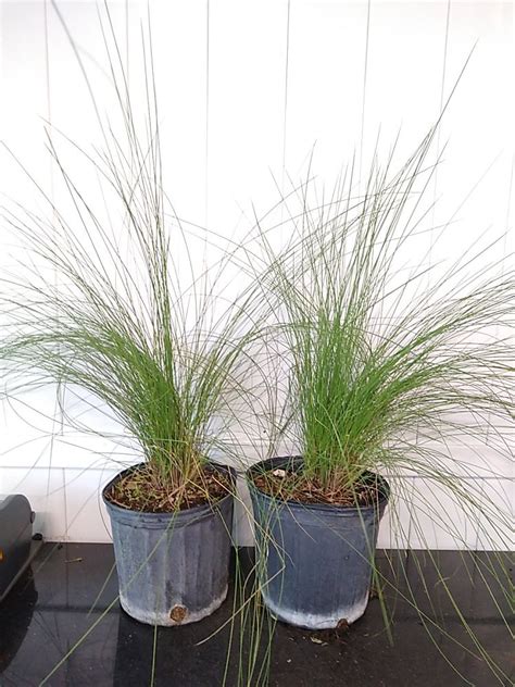 Pink Muhly Grass Plantvine