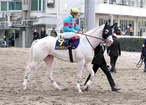 【雲取賞】アマンテビアンコはスタートでつまずき2着 白毛4頭目の重賞勝ちはお預け Umatoku 馬トク