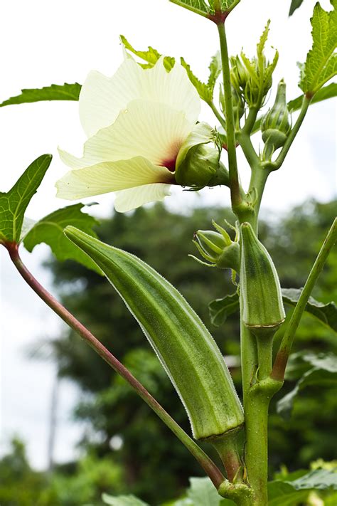 Okra Abelmoschus Esculentus Cultivo Riego Y Cuidados Plantas Flor