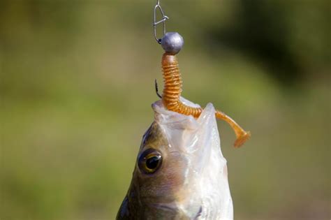 Premium Photo A Perch Fish With A Silicone Bait In Its Mouth