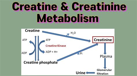 Creatine Creatinine Metabolism Metabolism Biochemistry Protein