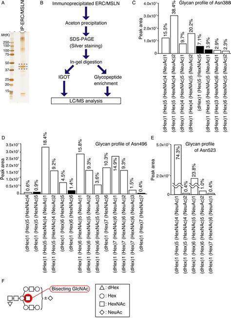 Bisecting Glcnac The Glycan Structure Recognized By Pha E4