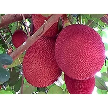 HYBRID Thailand Pink Jackfruit Plant 1 Live Grafted Red Jackfruit