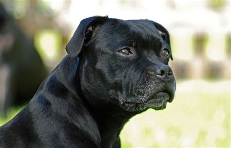 Val dOise Un chien sauvé par les pompiers après avoir été jeté dans