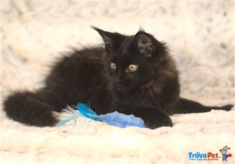 Cucciolo Maine Coon Nero Con Pedigree Anfi In Vendita A Livorno Li