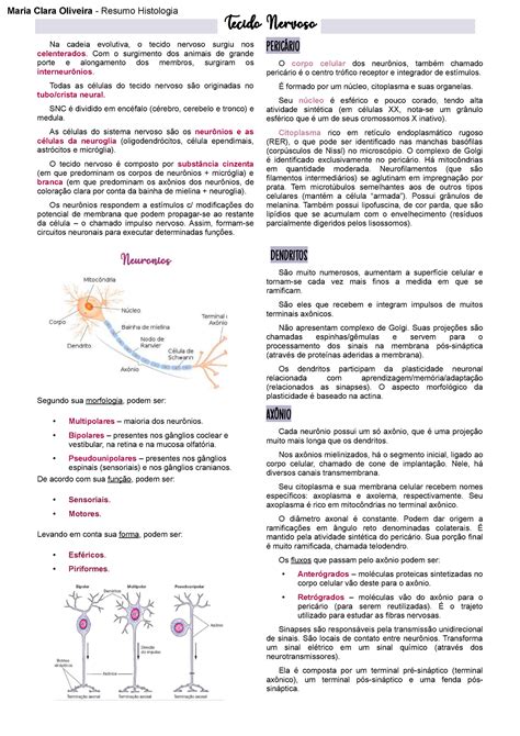 Tecido Nervoso Resumo Histologia Na Cadeia Evolutiva O Tecido