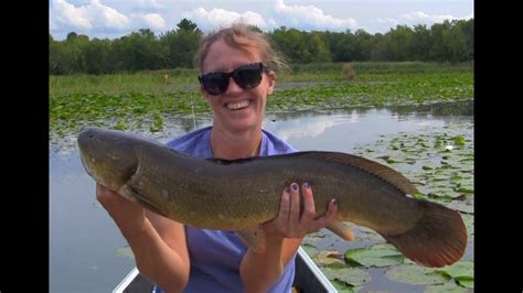 Bowfin Bonanza On Lake Champlain 36 Feet Of Fish Youtube