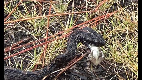 Pygmy Rattlesnake Eating Leopard Frog YouTube