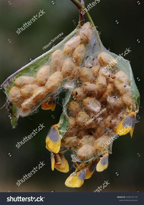 Number Moths Coming Out Cocoon Enter Stock Photo 1659137119 Shutterstock