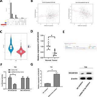 Hand As Targets Mirna P In Bca Cells A The Venn Plot Of