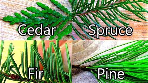 What Is The Difference Between A Fir And Pine Tree at Bradley Johnson blog
