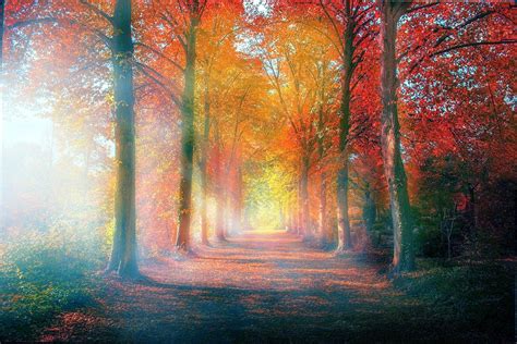 Misty Autumn Forest Wallpapers - Wallpaper Cave