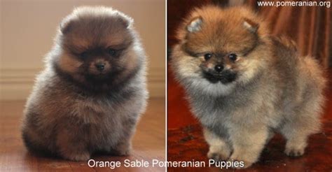 Pomeranian Color Changes from Birth to Maturity