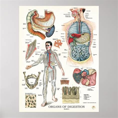 Digestive System Anatomy Poster 18 X 24