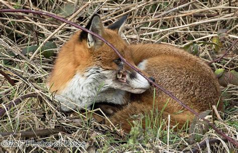 Red Fox Parasites & Diseases | Wildlife Online