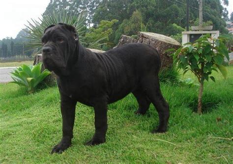 77 Best Images About Neapolitan Mastiff On Pinterest Neapolitan