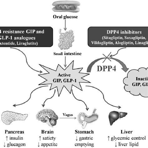 Pdf Dipeptidyl Peptidase Iv Inhibitors A New Paradigm In Type