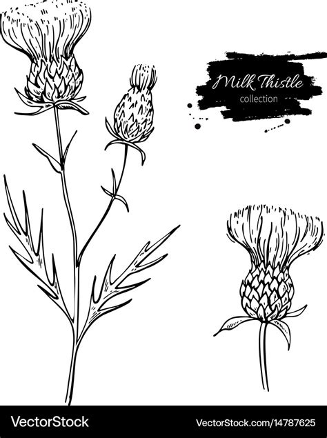 Milk thistle flower drawing set isolated Vector Image