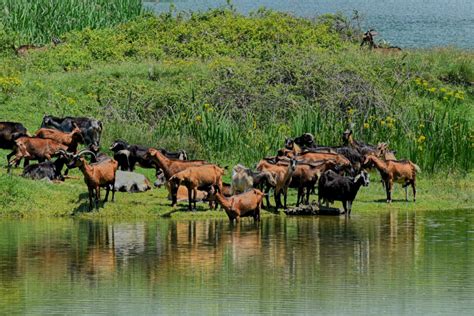 Prespa National Park and Lakes | Feel Albania in every step.