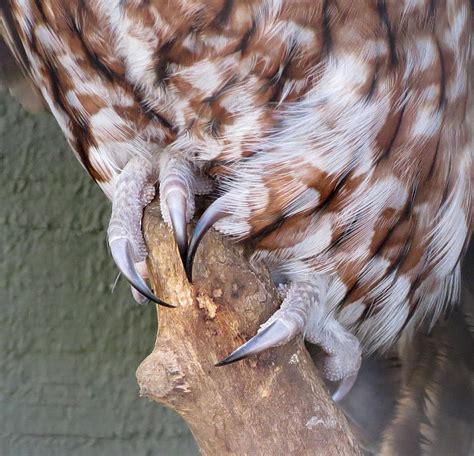 Paw Stock 21: Owl Talons by HOTNStock on DeviantArt