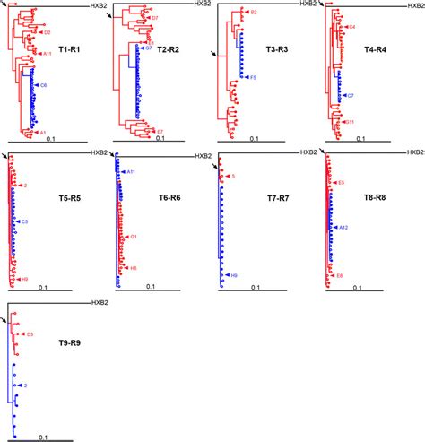 Linkage Of Envelope Sequences From Hiv 1 Transmission Pairs Maximum