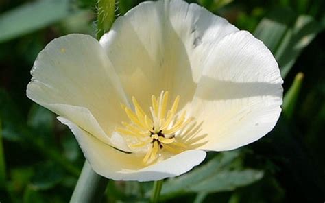 Items similar to Poppy, White Linen California Poppy Seeds | Elegant Low Growing Creamy White ...