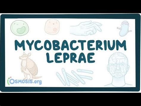 Mycobacterium leprae - causes, symptoms, diagnosis, treatment ...