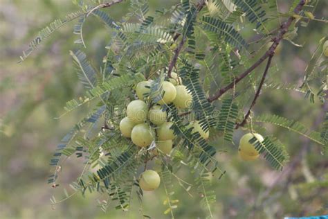 Ribes Uva-crispa Gooseberry Deciduous Tree Natural Green Fruit Stock Image - Image of deciduous ...