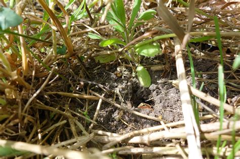 Urban Pollinators The Rise And Fall Of A White Tailed Bumblebee Colony