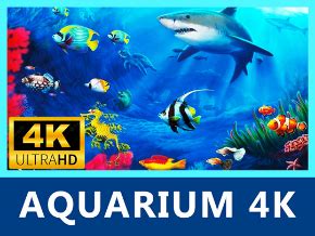 Aquarium 4K Relax Meditate Sleep With Aquatic Fish Tank Aqua Sea